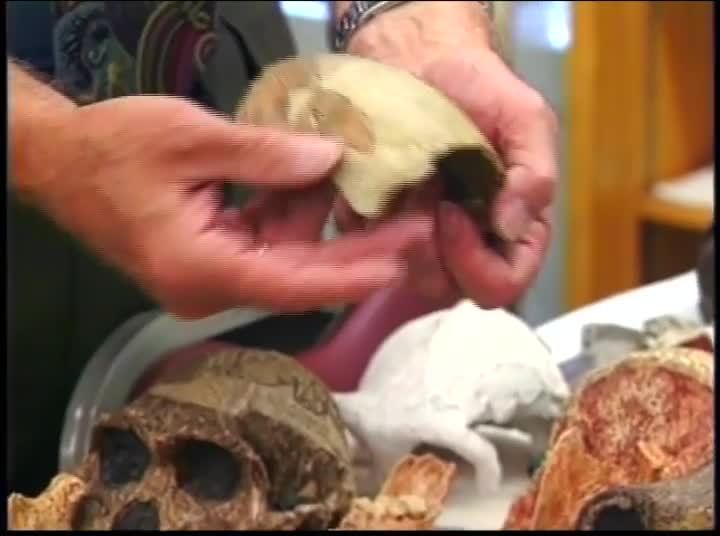 Prehistoric Man Human Evolution - What Do Fossils Tell Us?